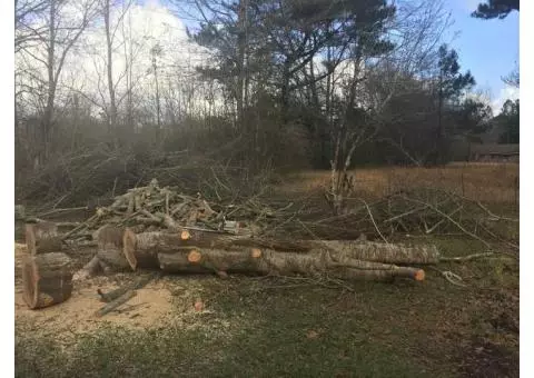 Oak tree cut down 2-22-18